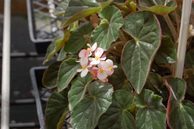 B. ‘Ikon’